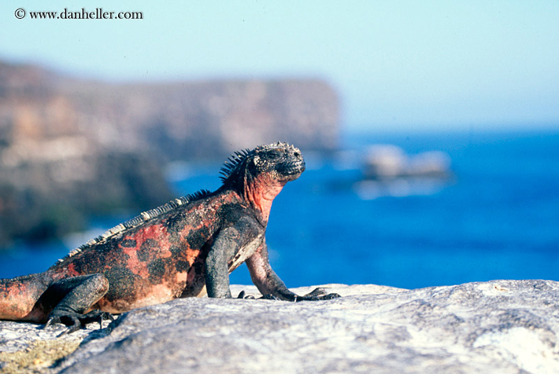 colorful-marine-iguana-03.jpg