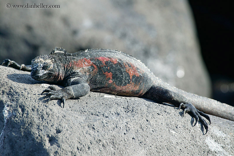 colorful-marine-iguana-05.jpg