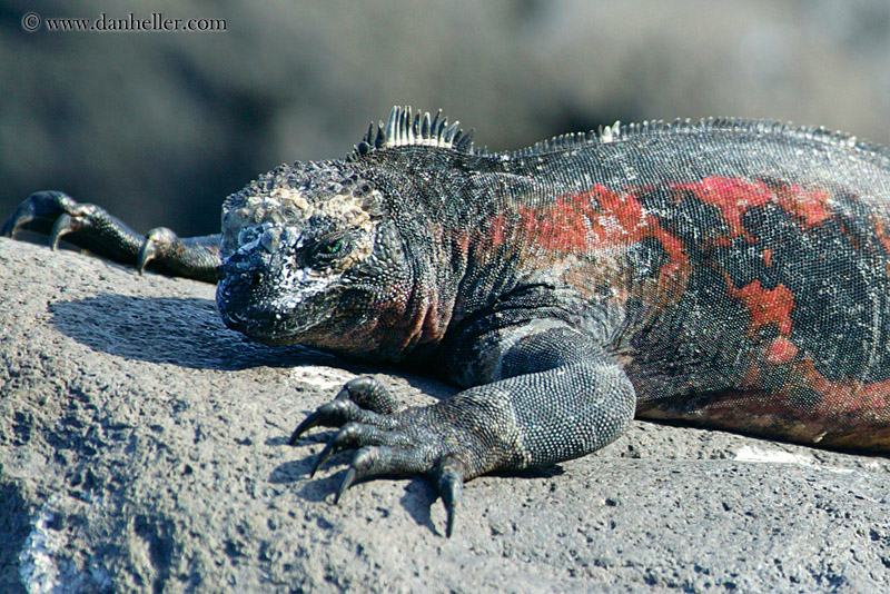 colorful-marine-iguana-05a.jpg