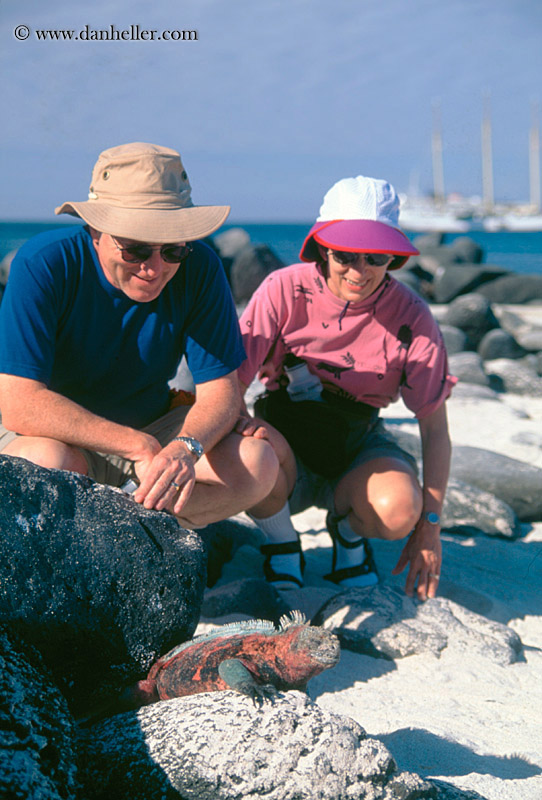 colorful-marine-iguana-n-ppl-01.jpg