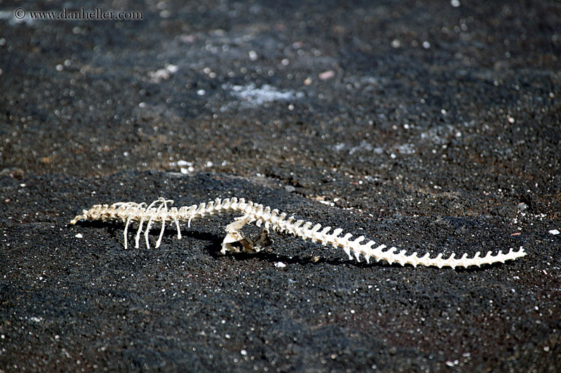 iguana-skeleton-02.jpg