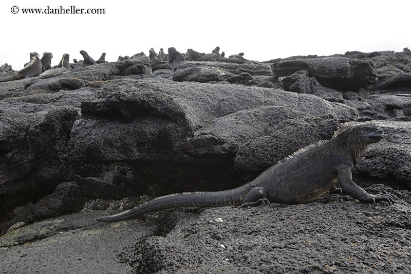 marine-iguana-01.jpg