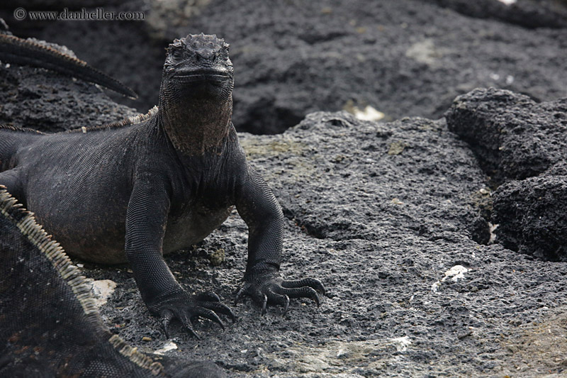 marine-iguana-02.jpg