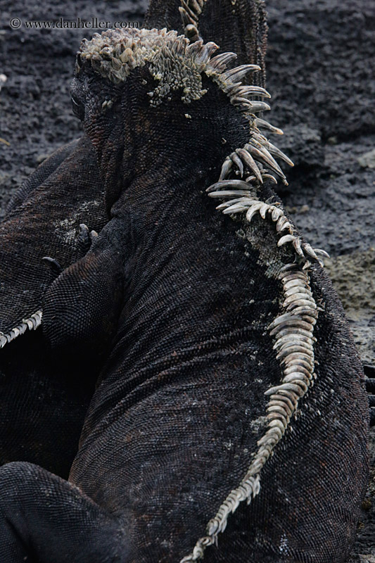 marine-iguana-03.jpg