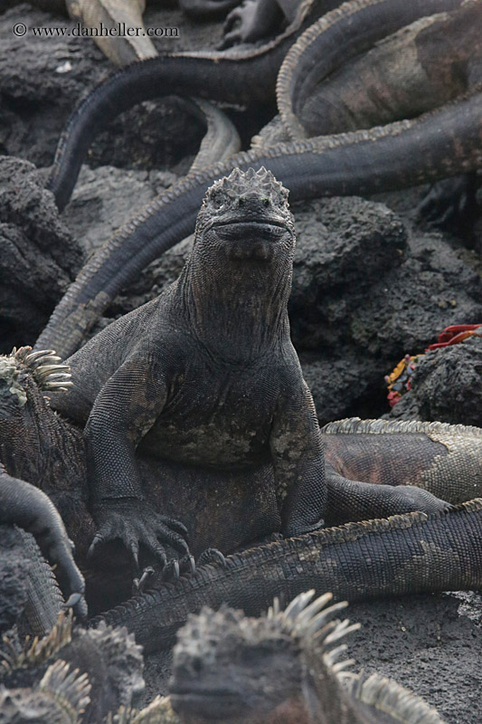 marine-iguana-05.jpg