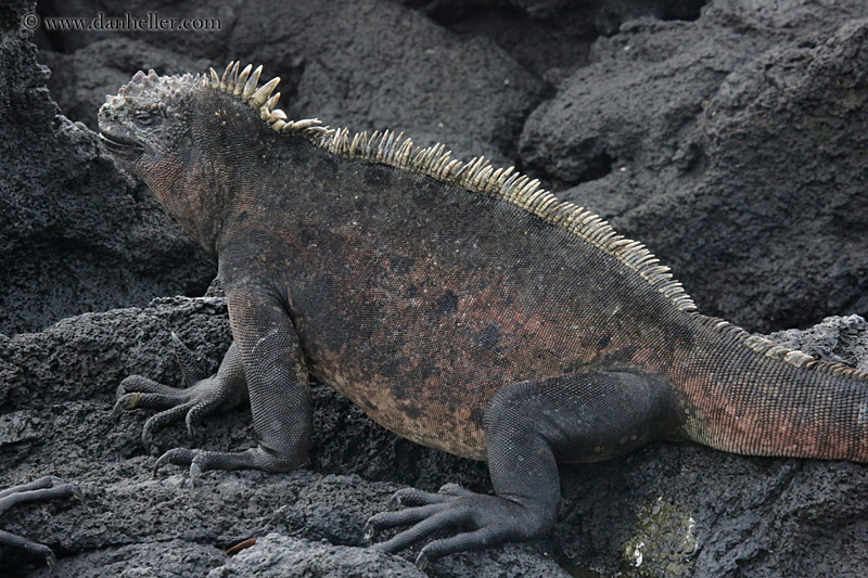 marine-iguana-06.jpg