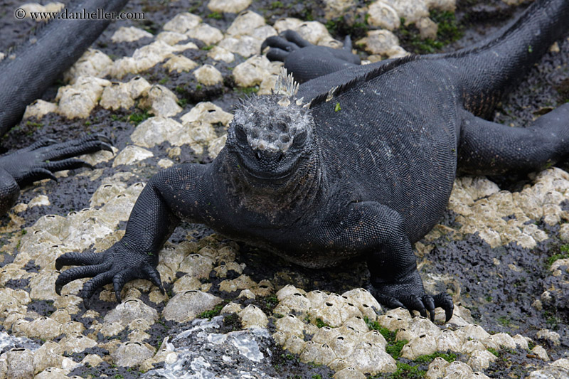 marine-iguana-07.jpg