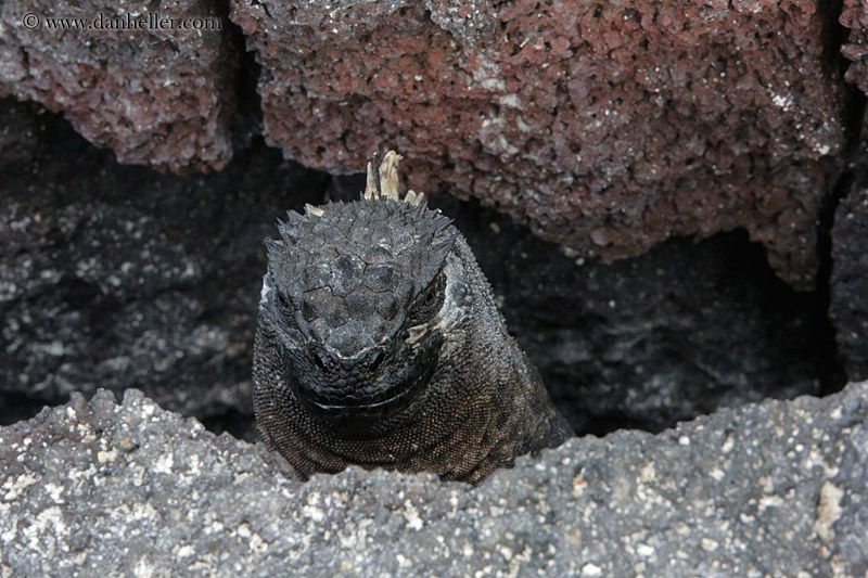 marine-iguana-09.jpg