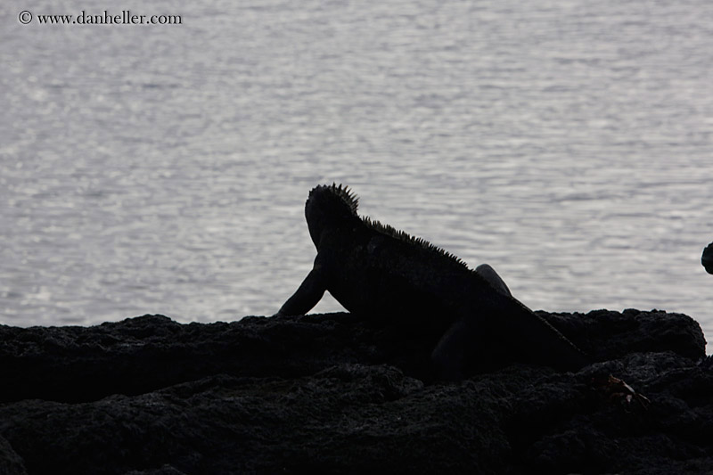 marine-iguana-10.jpg