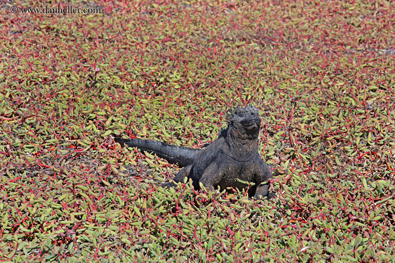 marine-iguana-11.jpg