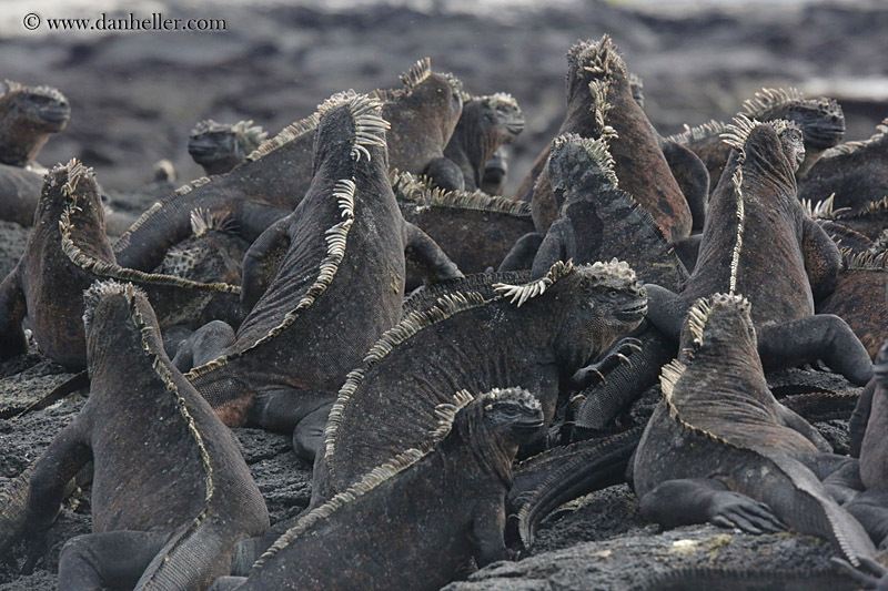 marine-iguana-group-01.jpg