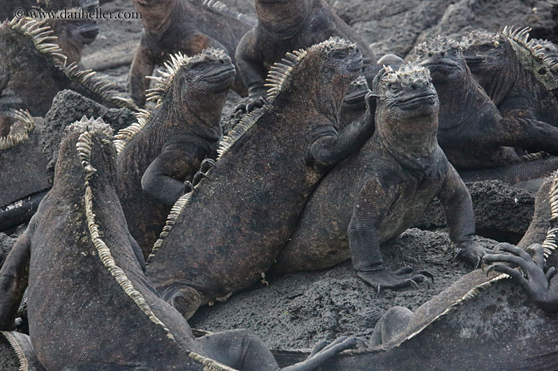 marine-iguana-group-02.jpg