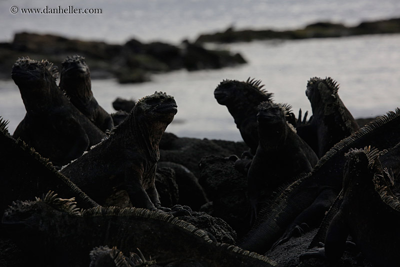 marine-iguana-group-05.jpg