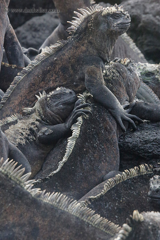 marine-iguana-group-09.jpg