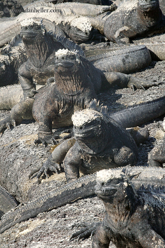 marine-iguana-group-11.jpg