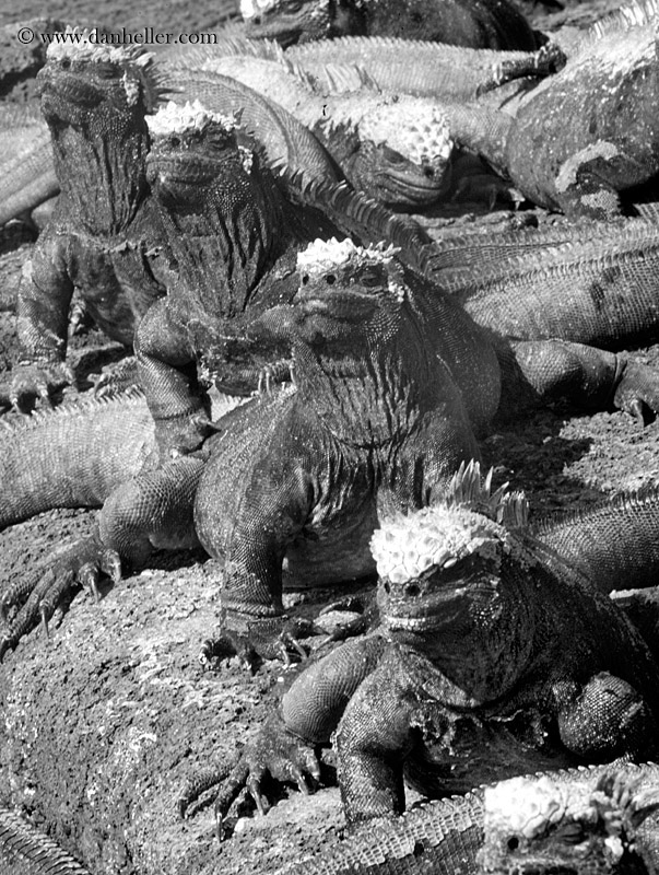 marine-iguana-group-12.jpg