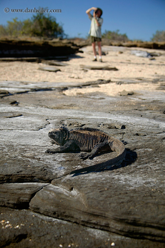 marine-iguana-n-photographer.jpg