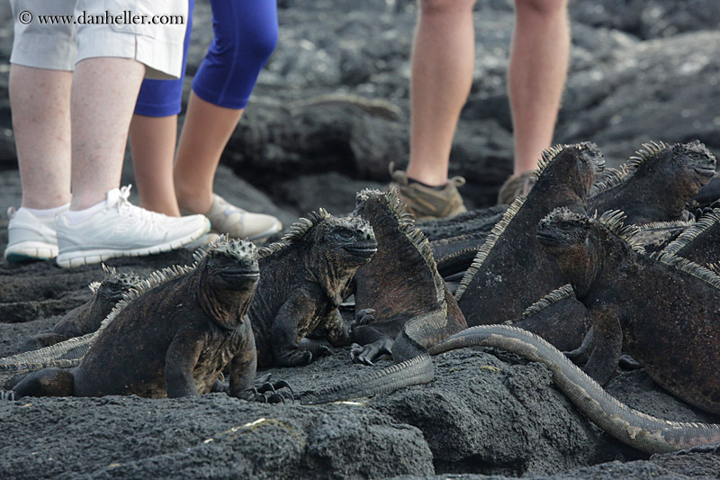 marine-iguana-n-ppl-02.jpg