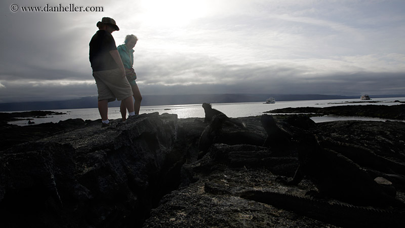 marine-iguana-n-ppl-04.jpg