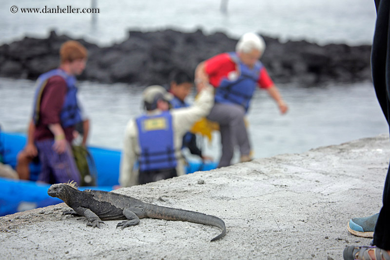 marine-iguana-n-ppl-disembarking-boat-03.jpg