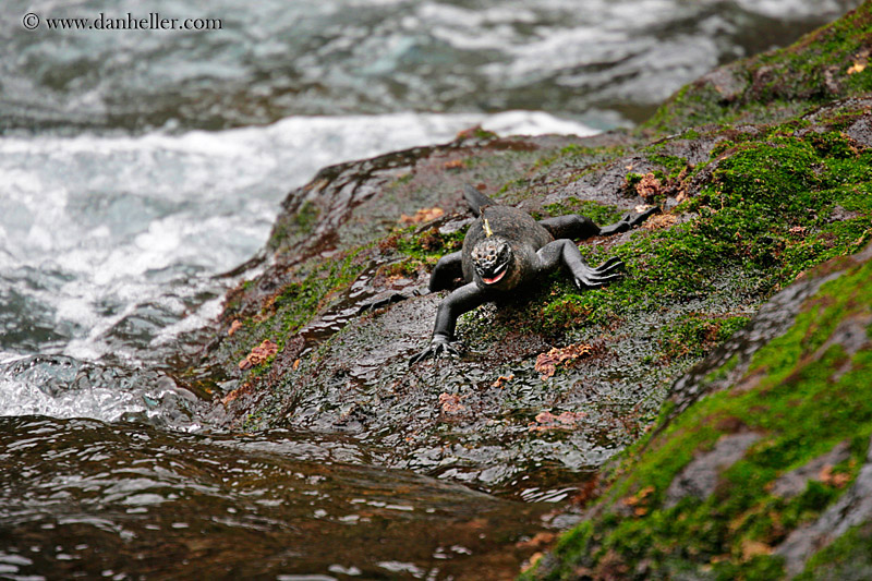 marine-iguana-n-wet-rock-01.jpg