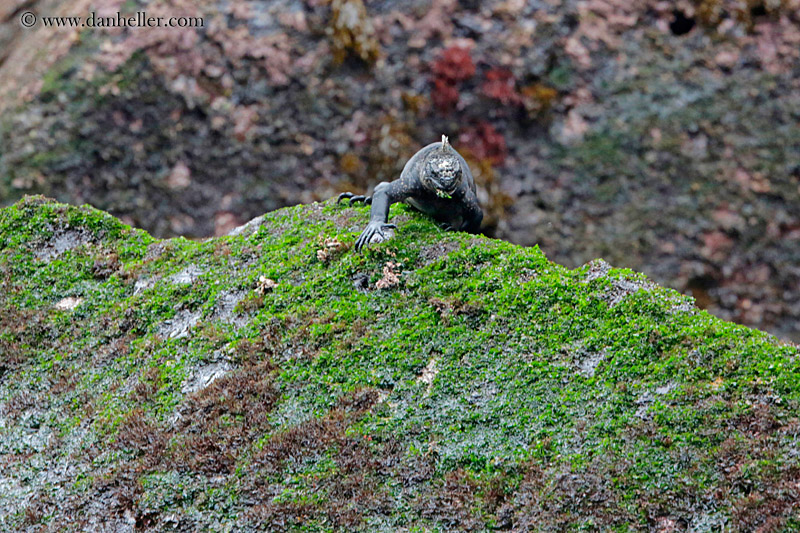 marine-iguana-n-wet-rock-02.jpg