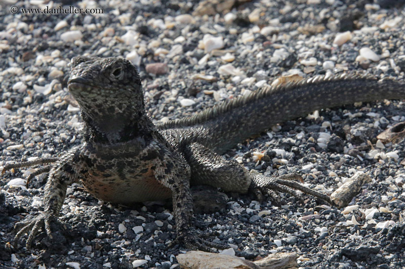 galapagos-lava-lizard-01.jpg