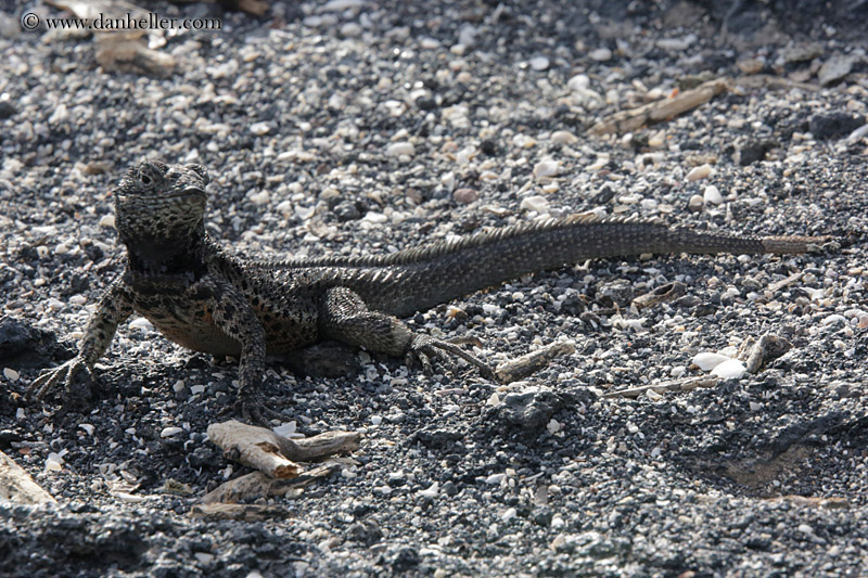 galapagos-lava-lizard-02.jpg