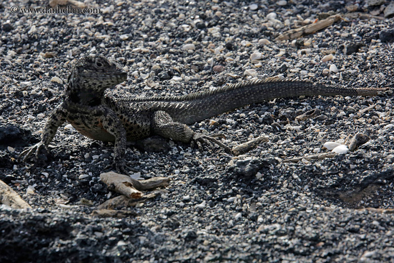 galapagos-lava-lizard-03.jpg