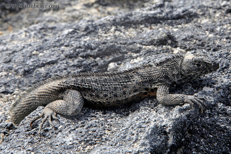 galapagos-lava-lizard-05.jpg