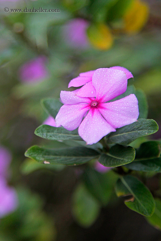 impatiens-flower-02.jpg