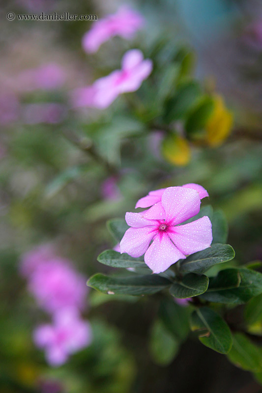 impatiens-flower-03.jpg