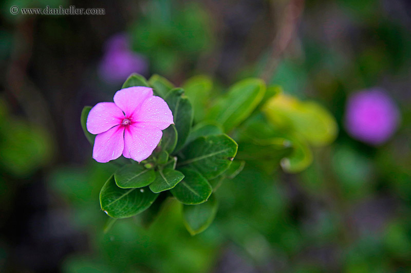 impatiens-flower-05.jpg