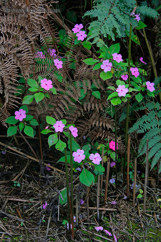 impatiens-flower-09.jpg