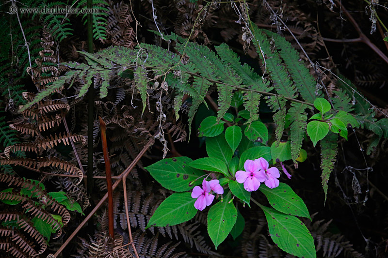 impatiens-flower-10.jpg