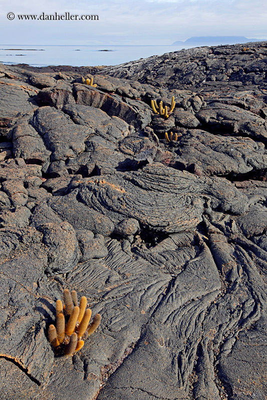 lava-cactus-01.jpg