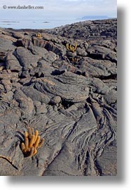 images/LatinAmerica/Ecuador/GalapagosIslands/Plants/LavaCactus/lava-cactus-01.jpg