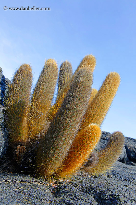 lava-cactus-04.jpg