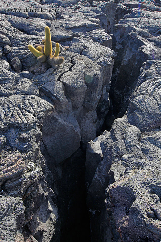 lava-cactus-08.jpg