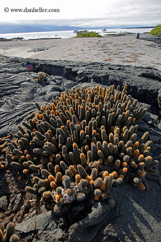 lava-cactus-12.jpg