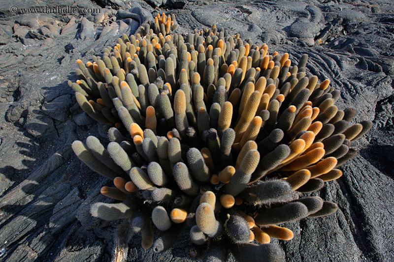 lava-cactus-13.jpg