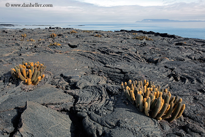 lava-cactus-15.jpg