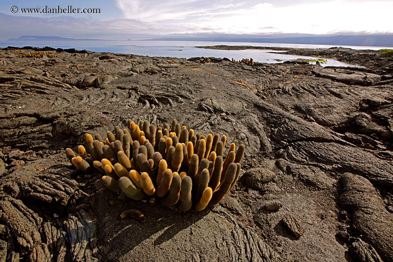 lava-cactus-16.jpg