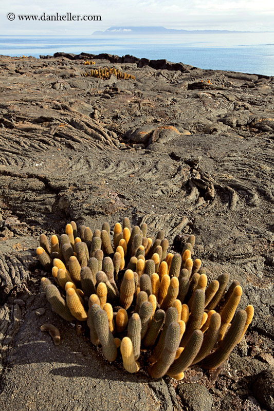 lava-cactus-17.jpg