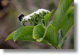 images/LatinAmerica/Ecuador/GalapagosIslands/Plants/Miscellaneous/bee-on-flowers-01.jpg