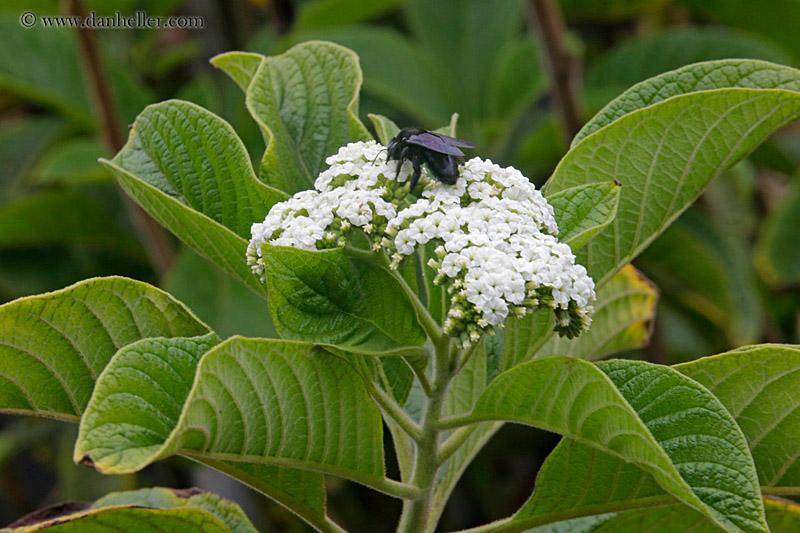 bee-on-flowers-03.jpg