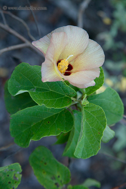 cotton-flower-01.jpg