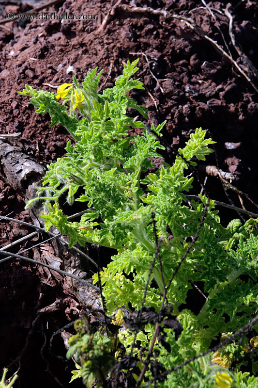 galapagos-cherry-tomato-plant.jpg