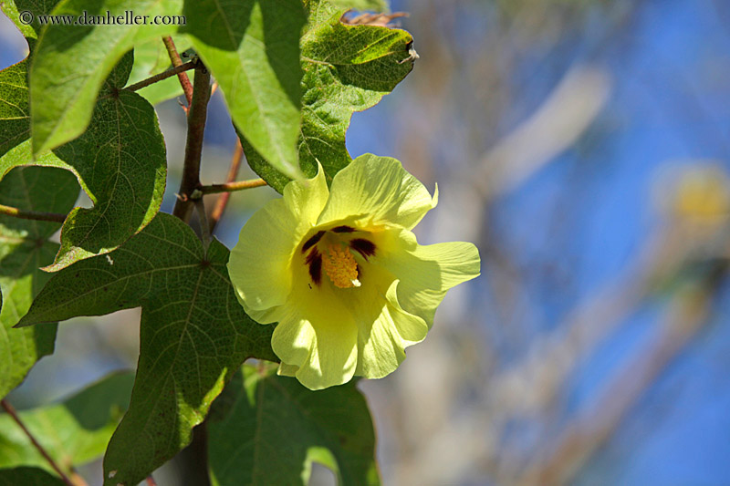 galapagos-cotton-01.jpg