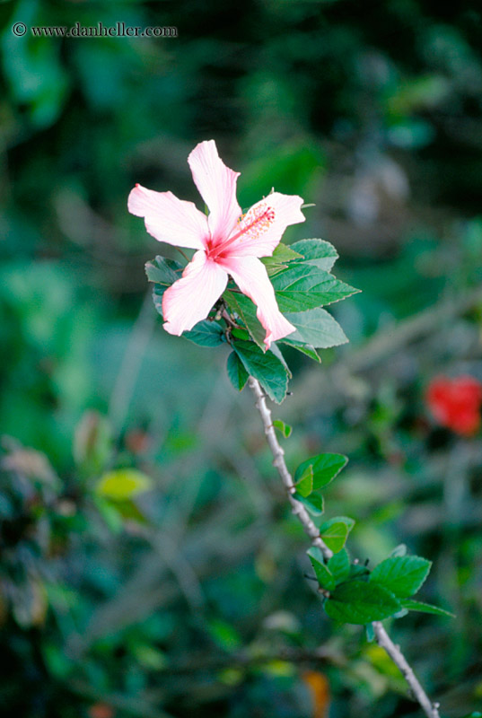 hibiscus-01.jpg